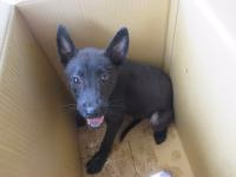 Black adult female mixed-breed dog, Small, shelter no. …3002