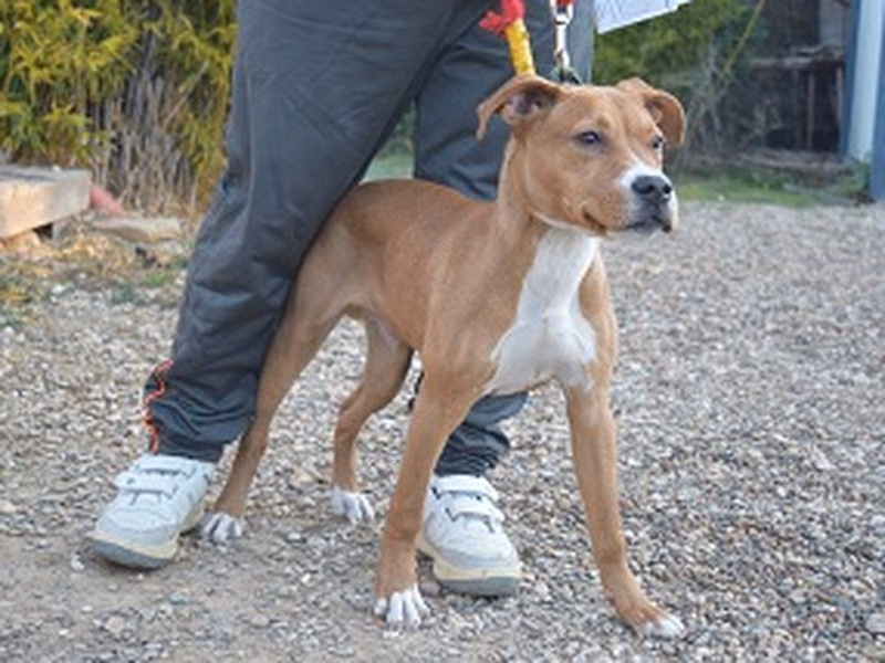 Junior, Senior · Male · Medium · Mixed breed