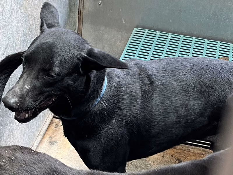 Black adult male mixed-breed dog, Medium, shelter no. …9003