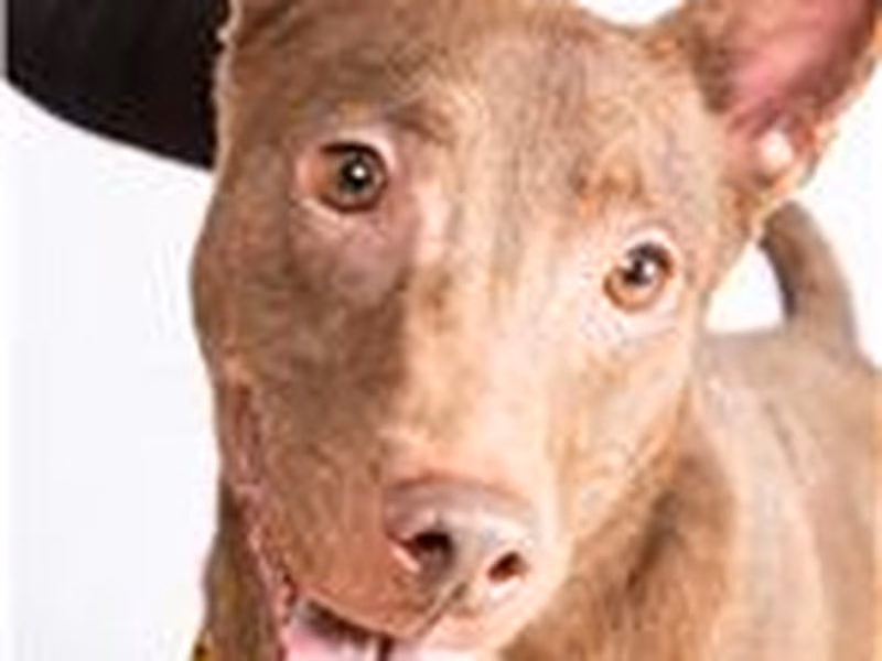 Brown-and-white adult male mixed-breed dog, Medium, shelter no. …0710