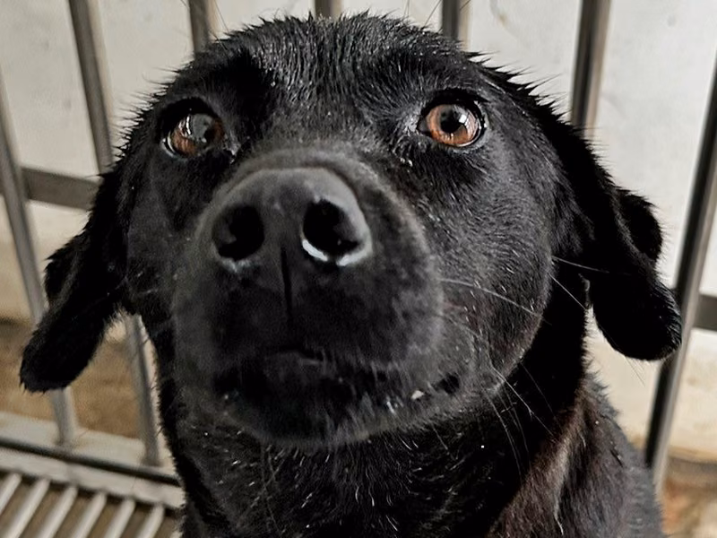 Black adult female mixed-breed dog, Medium, shelter no. …2013