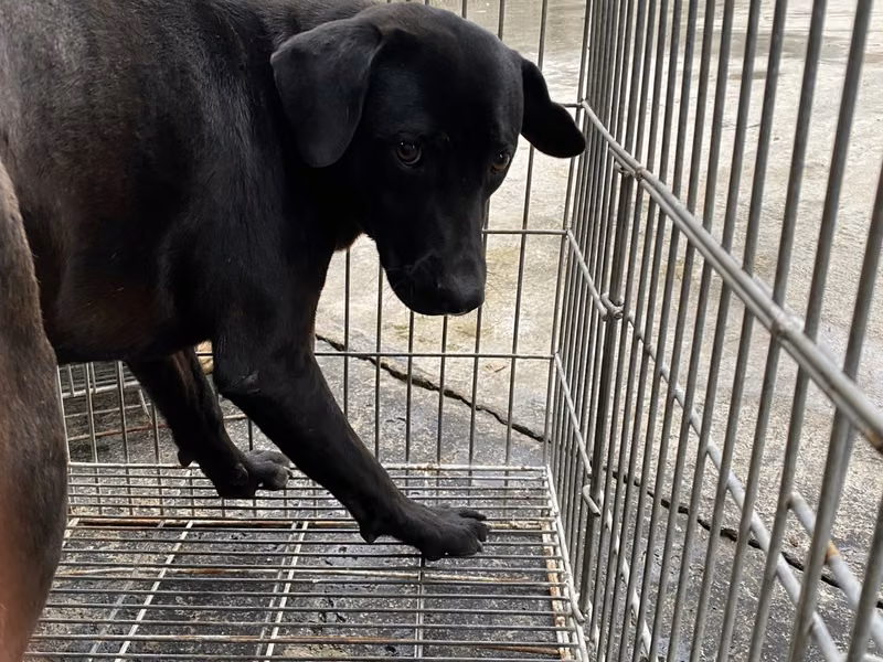 Black adult male mixed-breed dog, Medium, shelter no. …0-25