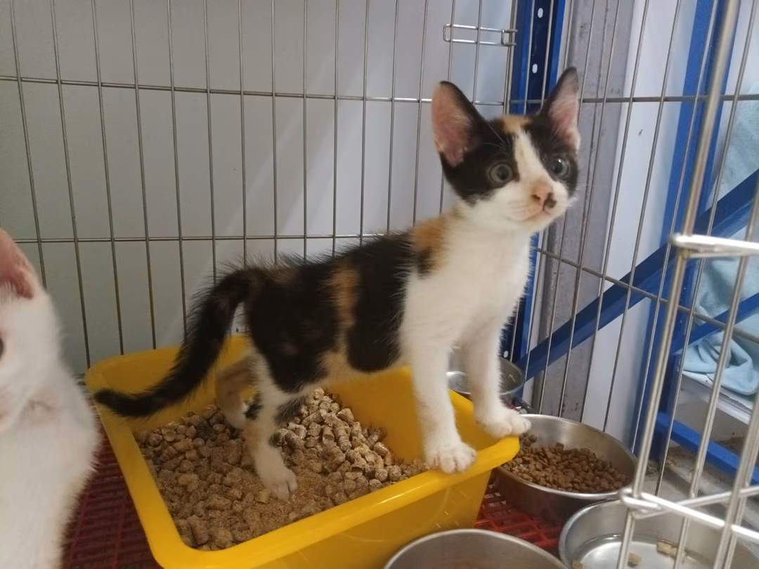 Calico young female mixed-breed cat, Small, shelter no. …1104