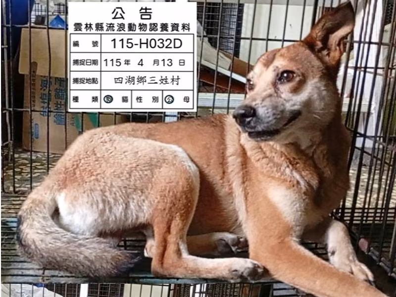 Black-and-tan adult male mixed-breed dog, Large, shelter no. …032D