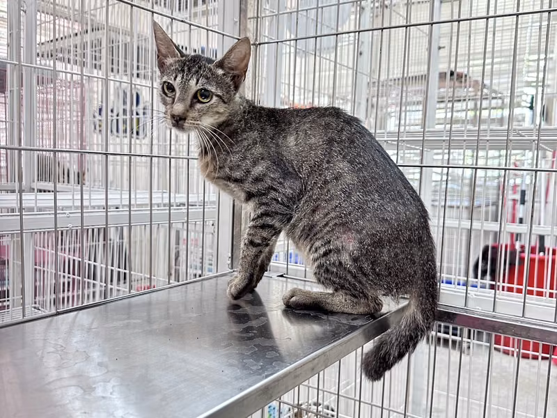 Tabby adult female mixed-breed cat, Large, shelter no. …4002