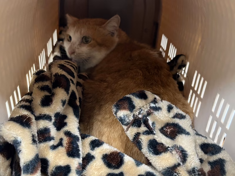 Adult female mixed-breed cat, Large, shelter no. …7001
