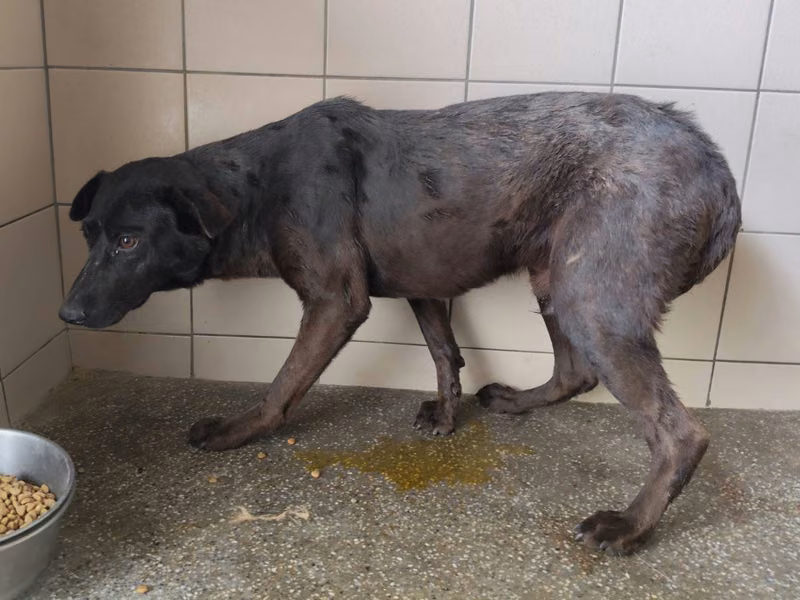 Black adult male mixed-breed dog, Large, shelter no. …0909