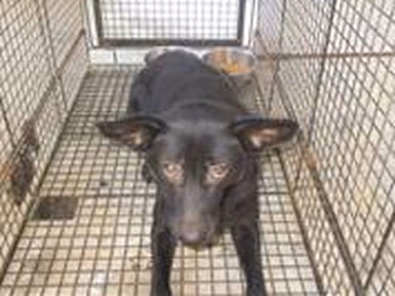 Black female mixed-breed dog, Medium, shelter no. …2001