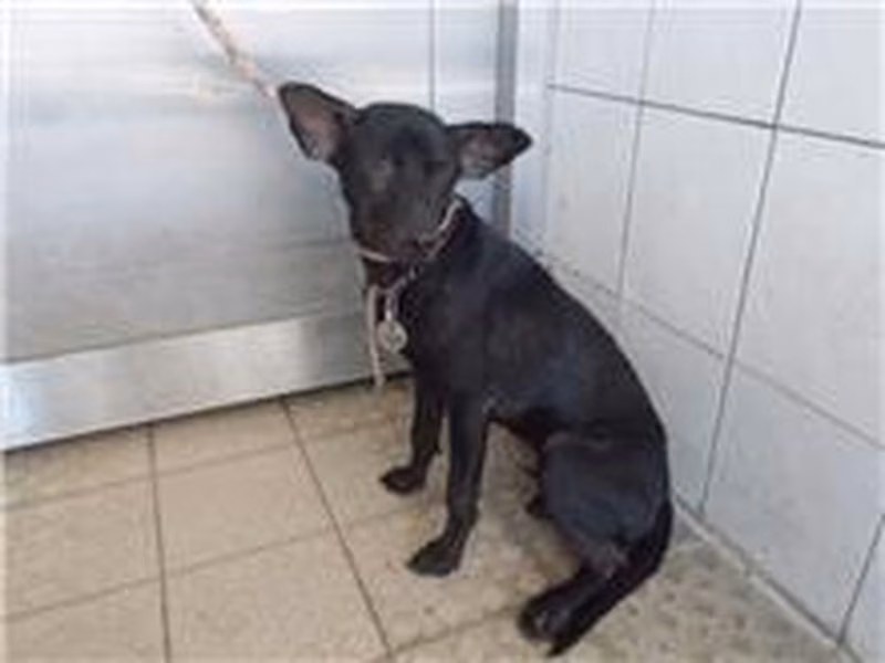 Black female mixed-breed dog, Medium, shelter no. …2636