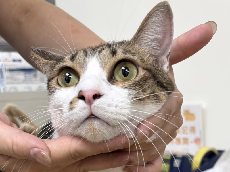 Tabby-and-white adult male mixed-breed cat, Medium, shelter no. …2001