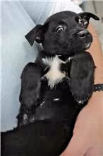 Black female mixed-breed dog, Small, shelter no. …0140