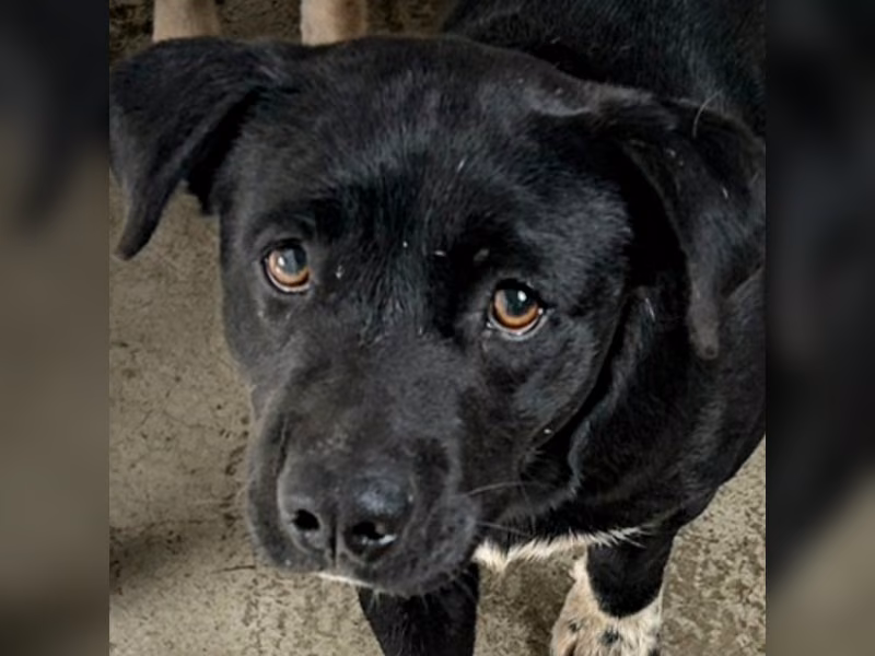 Black-and-white adult male mixed-breed dog, Medium, shelter no. …7017