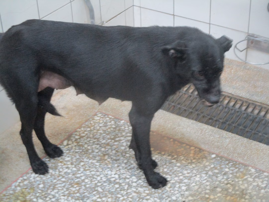 Black adult female mixed-breed dog, Large, shelter no. …5A25