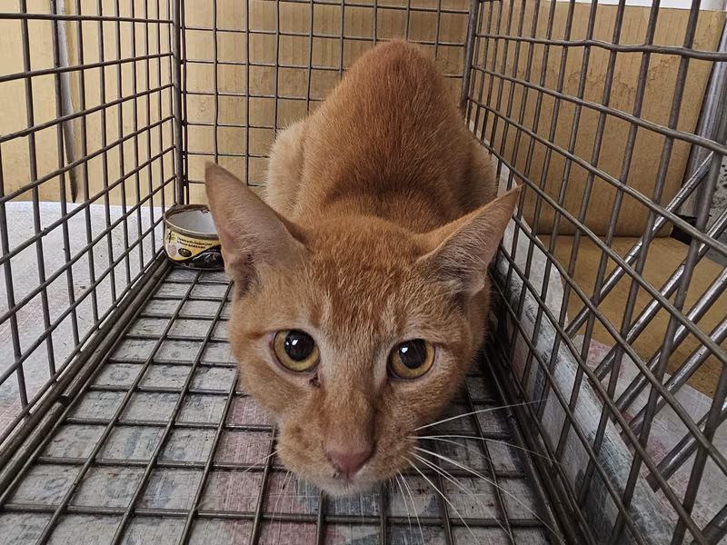 Orange adult male mixed-breed cat, Medium, shelter no. …1305