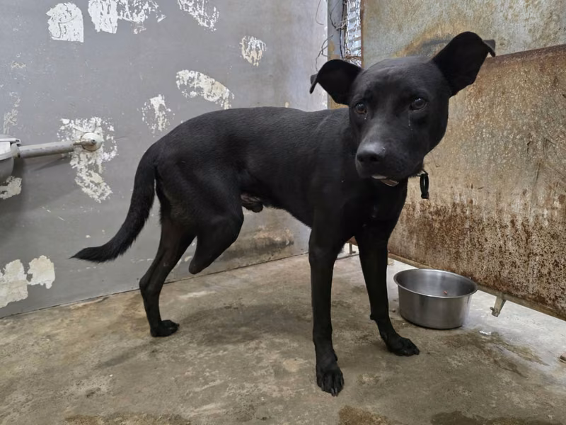 Black adult male mixed-breed dog, Medium, shelter no. …5001