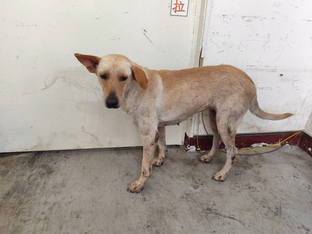 Tan adult female mixed-breed dog, Large, shelter no. …1007