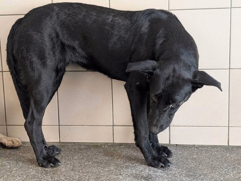 Black adult female mixed-breed dog, Large, shelter no. …0704