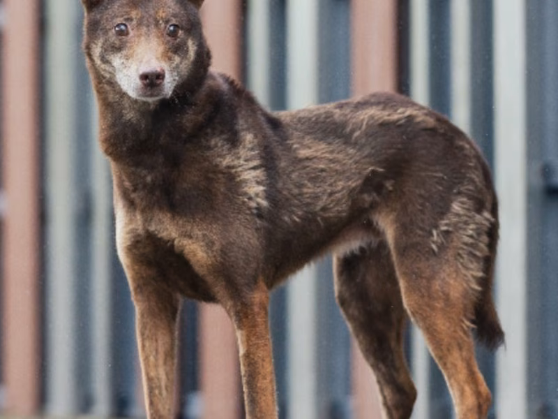 Brown adult female mixed-breed dog, Medium, shelter no. …0222