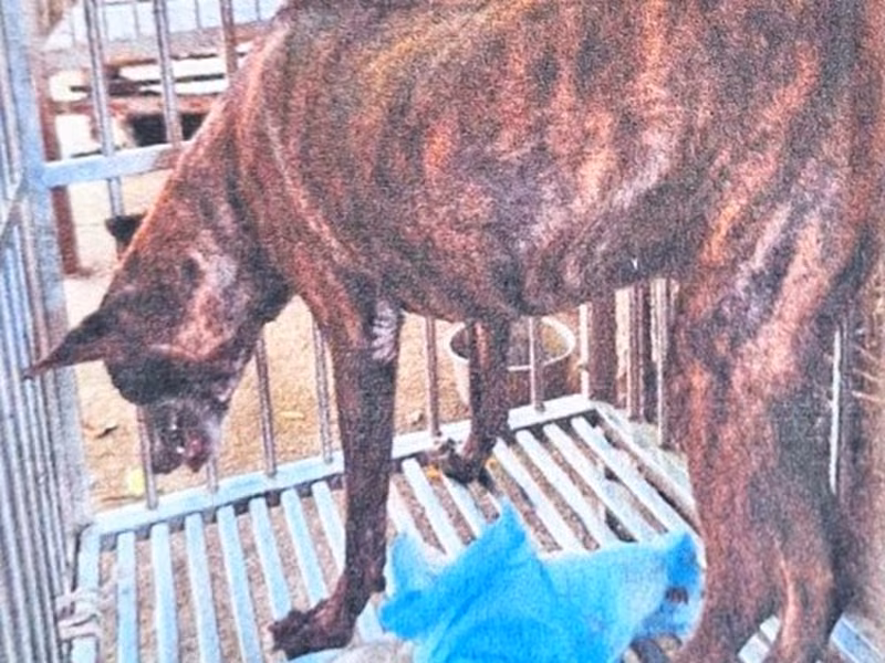 Black tabby adult male mixed-breed dog, Large, shelter no. …020D