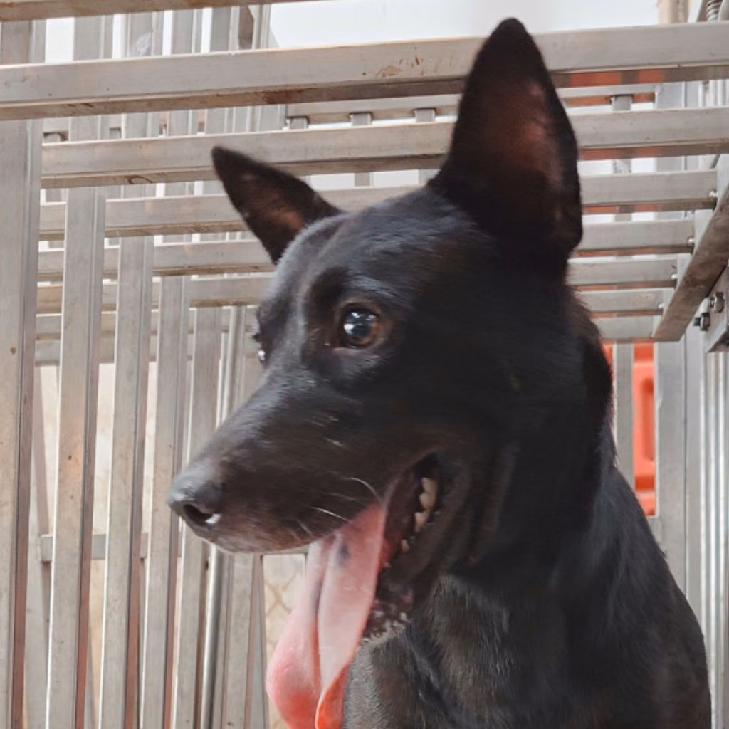 Black adult male mixed-breed dog, Medium, shelter no. …5-05