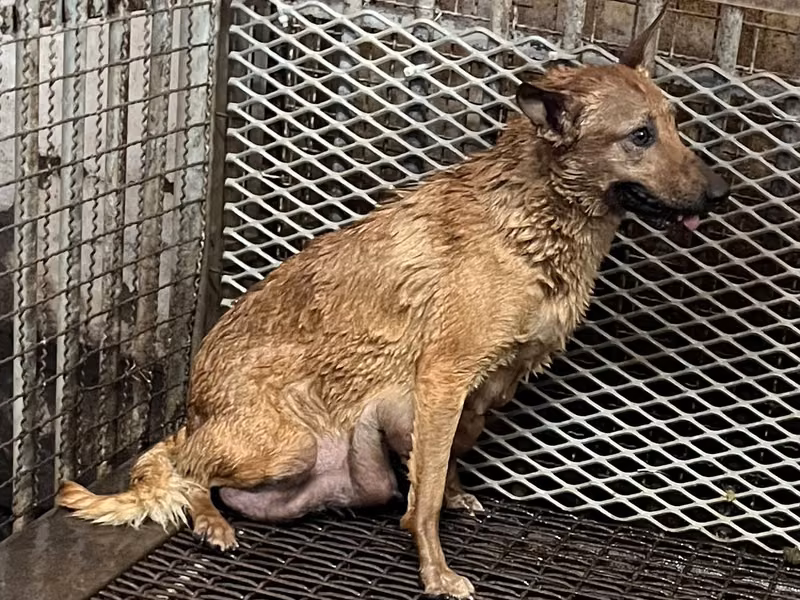 Tan adult female mixed-breed dog, Medium, shelter no. …7005