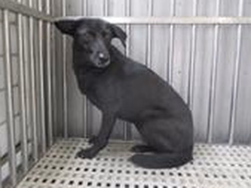 Black adult female mixed-breed dog, Medium, shelter no. …1536
