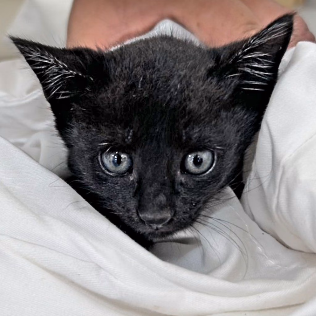 Black young female mixed-breed cat, Small, shelter no. …2C01