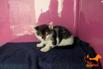Black-and-white young male European Shorthair, shelter no. …4118