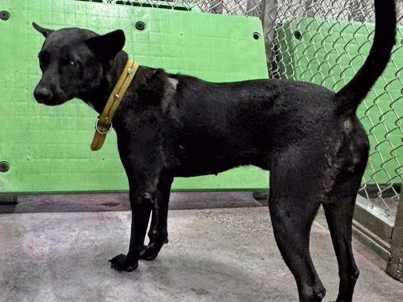 Black adult female mixed-breed dog, Medium, shelter no. …3020
