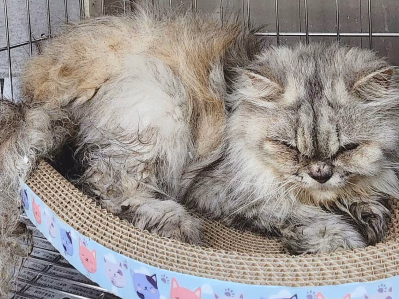 ペルシャ(メス・成猫・こげ茶とグレー)、中型, 施設番号 …4003