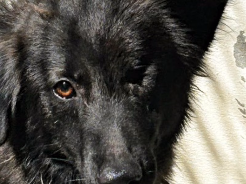 Black adult male mixed-breed dog, Medium, shelter no. …0056