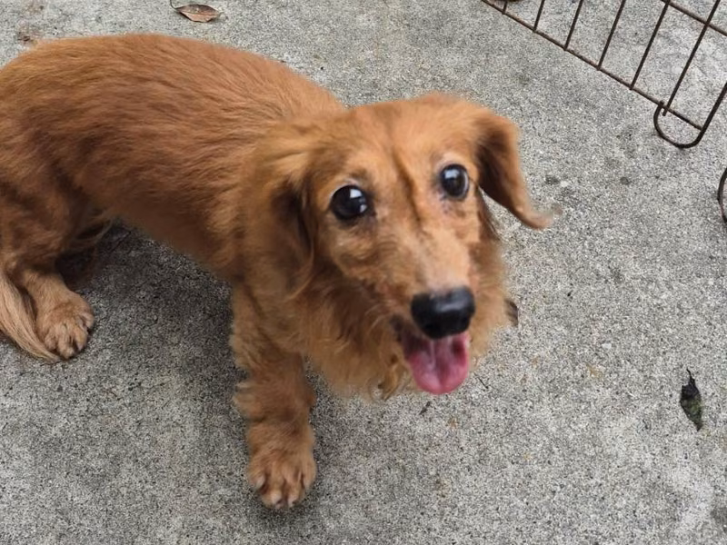 Brown adult female dachshund, Small, shelter no. …8001