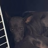 Black young mixed-breed dog, Small, shelter no. …4002