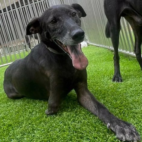Black adult female mixed-breed dog, Medium, shelter no. …1001