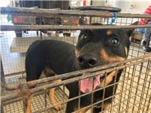 Black-and-tan adult male mixed-breed dog, Medium, shelter no. …9009