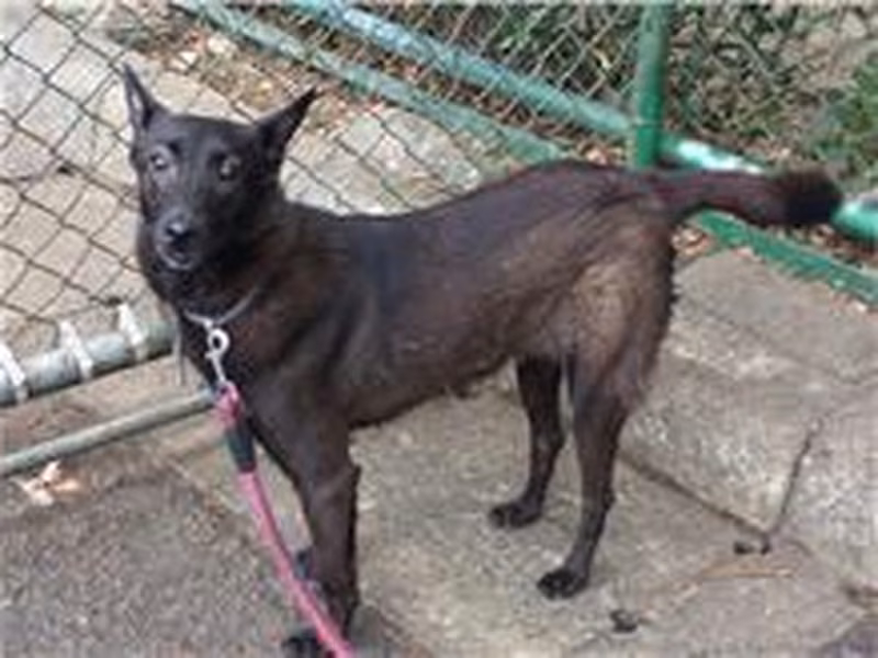 Black young female mixed-breed dog, Small, shelter no. …0612