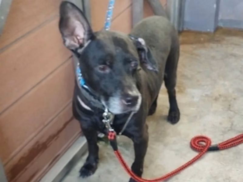 Black adult male mixed-breed dog, Medium, shelter no. …6007