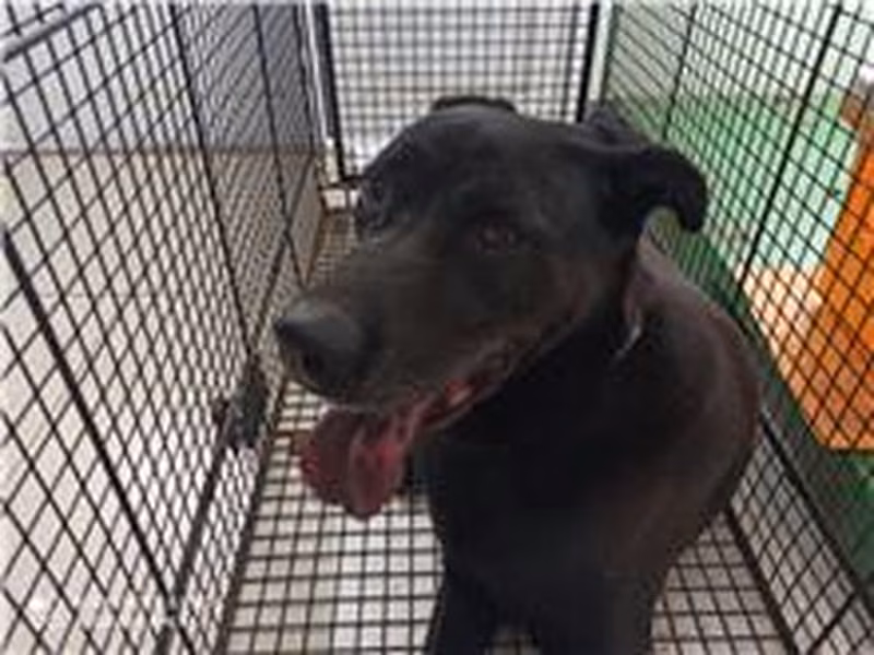 Black adult male mixed-breed dog, Large, shelter no. …3D02
