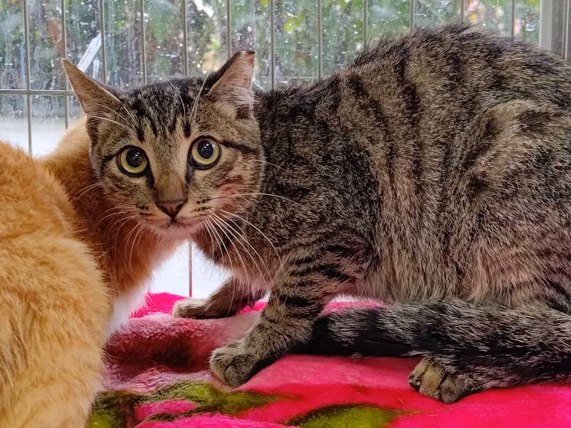 Tabby adult male mixed-breed cat, Medium, shelter no. …2006