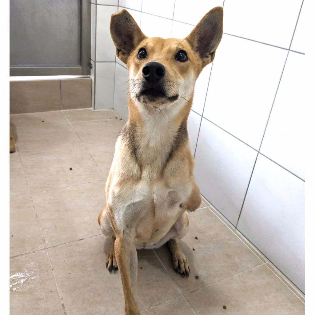 Black-and-tan adult female mixed-breed dog, Medium, shelter no. …7002