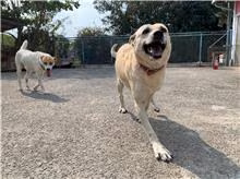 Tan adult female mixed-breed dog, Medium, shelter no. …0013