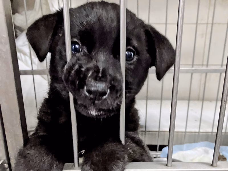 Black young female mixed-breed dog, Medium, shelter no. …4001