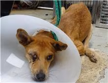 Tan adult female mixed-breed dog, Medium, shelter no. …2602