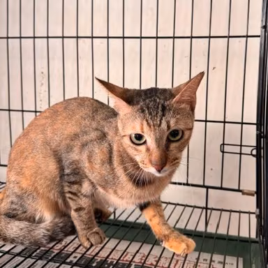 Pusang halo ang lahi (Matanda na, may guhit), Malaki, blg. ng shelter …0002