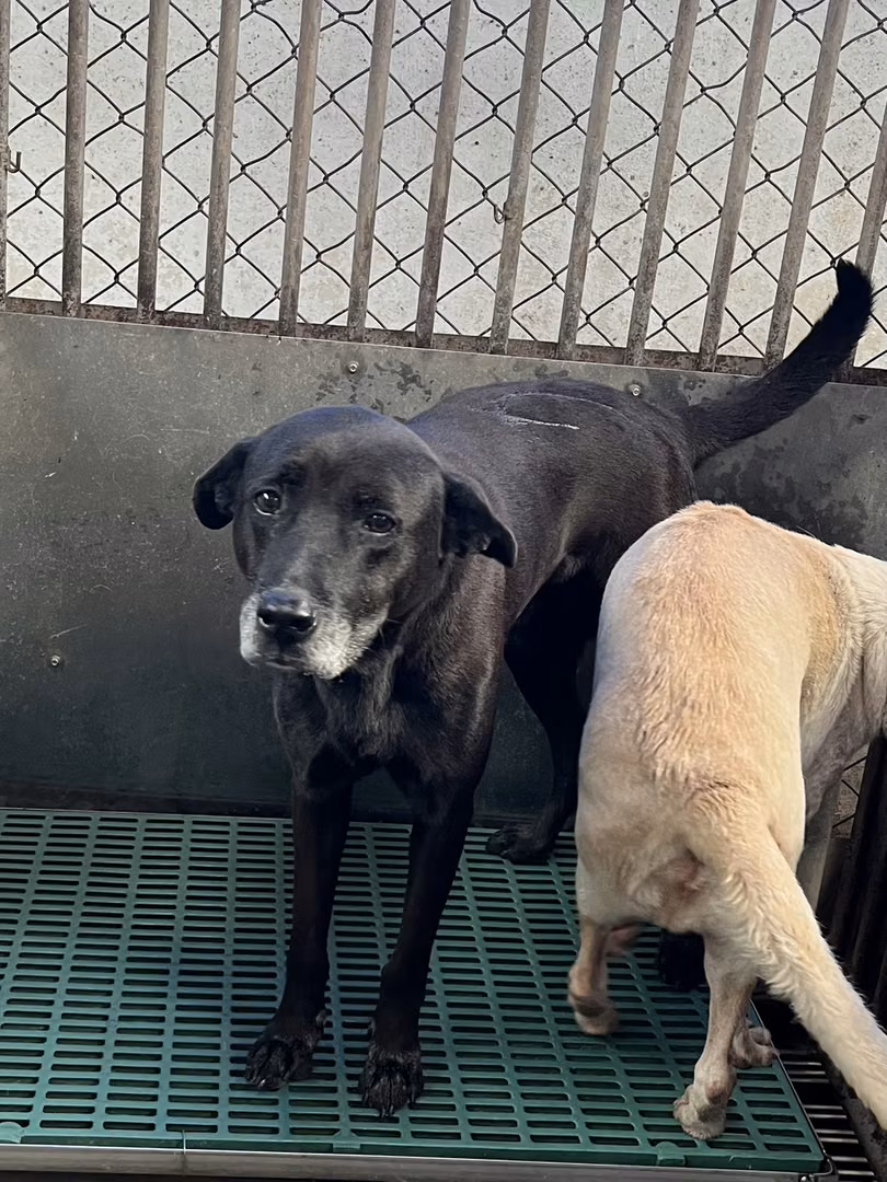 Black adult male mixed-breed dog, Medium, shelter no. …3009