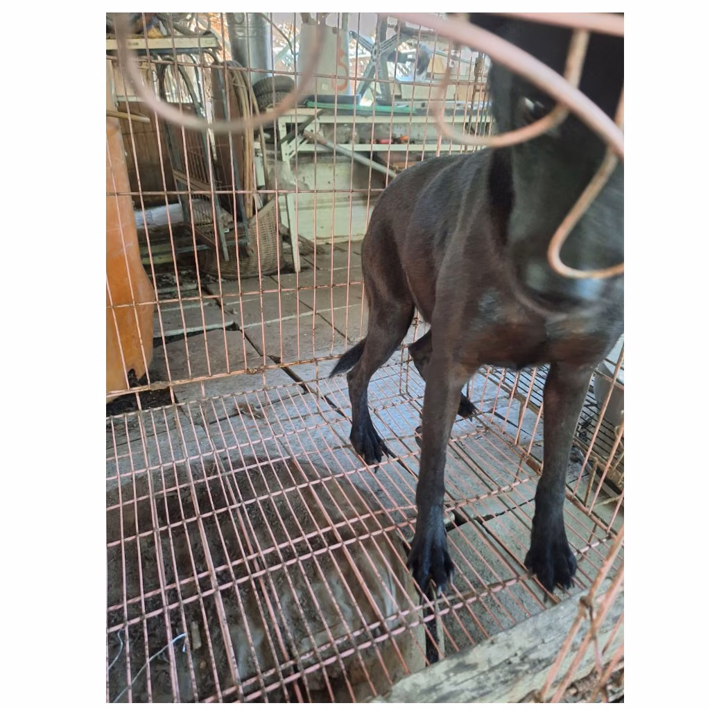 Black adult female mixed-breed dog, Large, shelter no. …112D