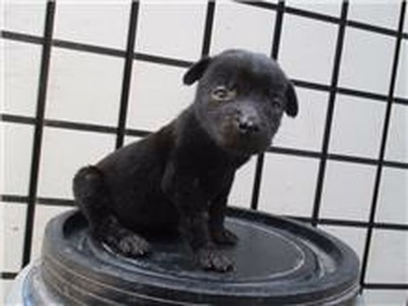 Black adult female mixed-breed dog, Medium, shelter no. …1585