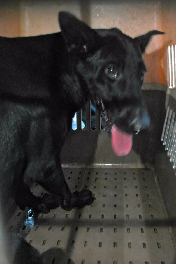 Black adult female mixed-breed dog, Large, shelter no. …0897