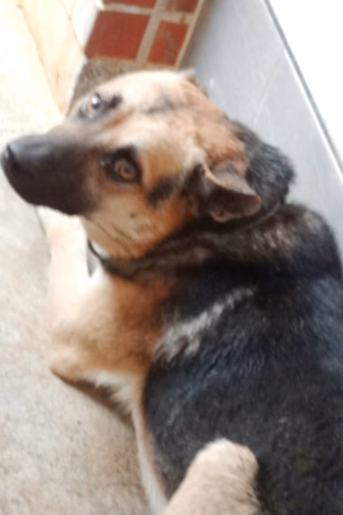 Black-and-brown adult male mixed-breed dog, Large, shelter no. …1643