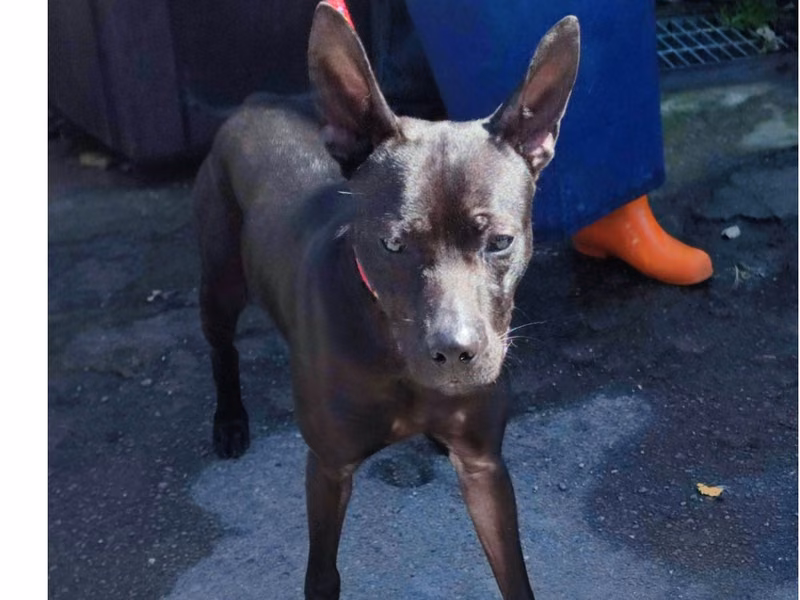 ミックス犬(オス・成犬・黒)、中型, 施設番号 …2001